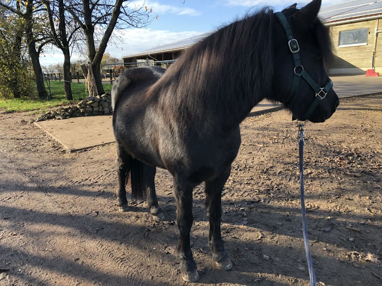 Islandshäst Sto 15 år 140 cm Svart in Niederöfflingen