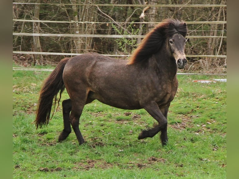 Islandshäst Sto 15 år Gulbrun in Saarland