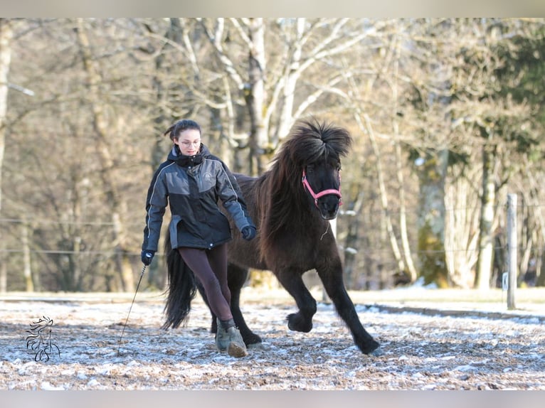 Islandshäst Sto 16 år 132 cm Svart in Jesberg