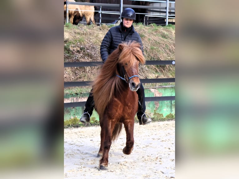 Islandshäst Sto 19 år 136 cm fux in Friesenhagen