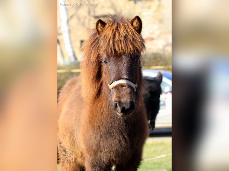 Islandshäst Sto 1 år 135 cm Rökfärgad svart in Zschadraß
