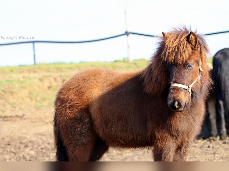Islandshäst Sto 1 år 135 cm Rökfärgad svart in Zschadraß