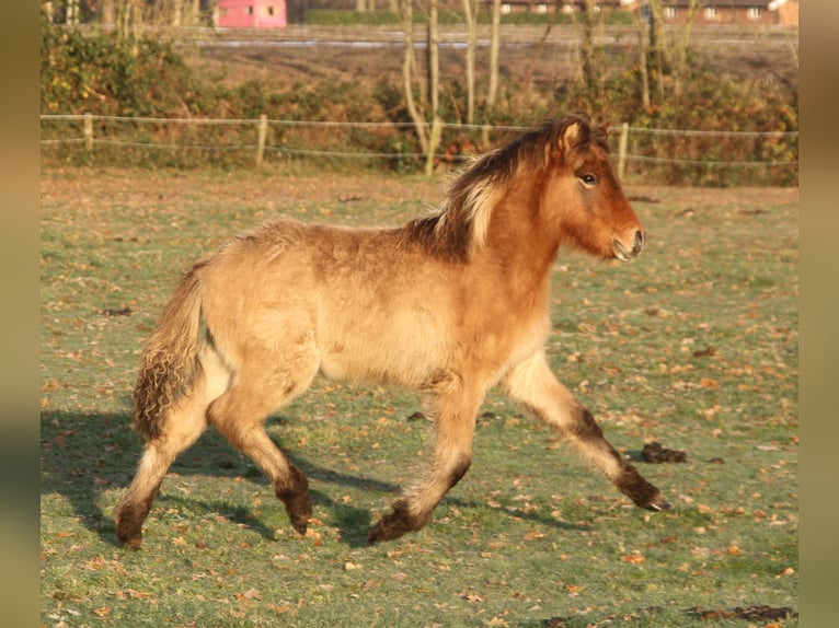 Islandshäst Sto 1 år 138 cm Brunskimmel in Südlohn