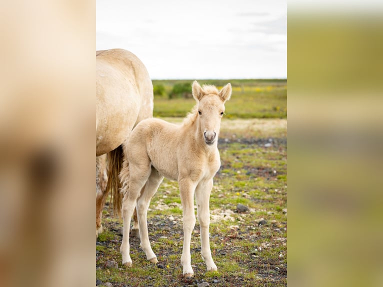 Islandshäst Sto 1 år Palomino in Hvolsvöllur