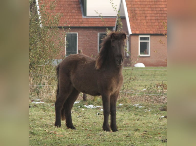 Islandshäst Sto 2 år 140 cm Svart in Südlohn