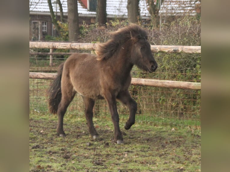Islandshäst Sto 2 år 140 cm Svart in Südlohn