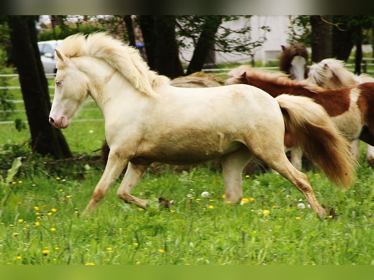 Islandshäst Sto 2 år Cremello in Saarland