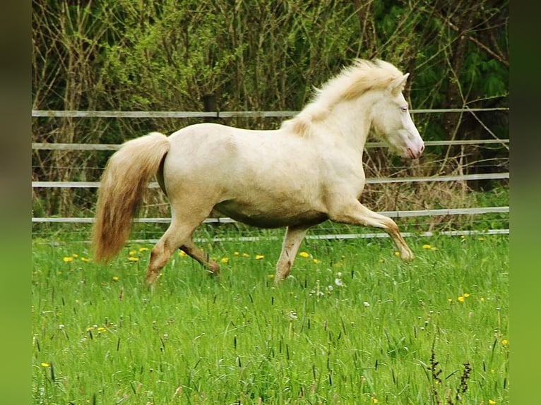 Islandshäst Sto 2 år Cremello in Saarland