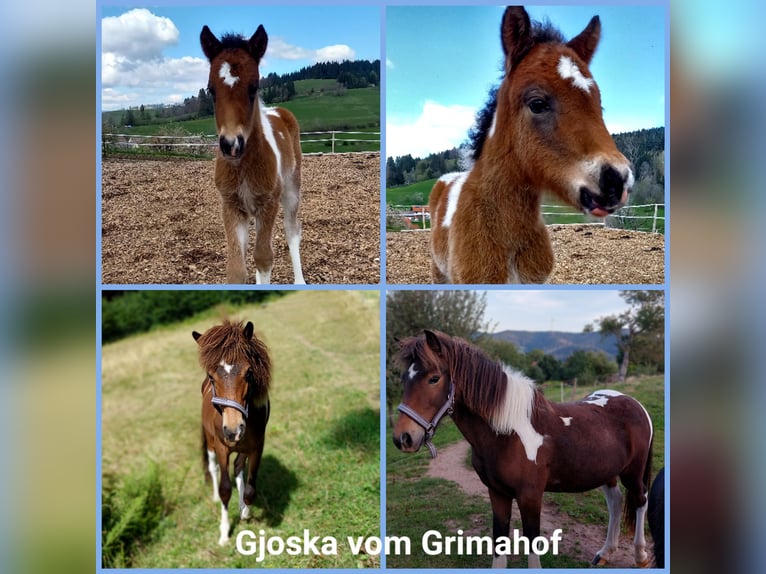 Islandshäst Sto 2 år Pinto in Häg-Ehrsberg
