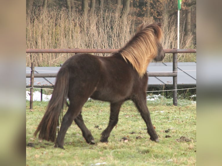 Islandshäst Sto 4 år 136 cm Svart in Südlohn