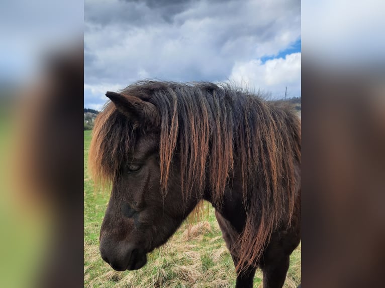 Islandshäst Sto 5 år 136 cm Rökfärgad svart in Kolverath