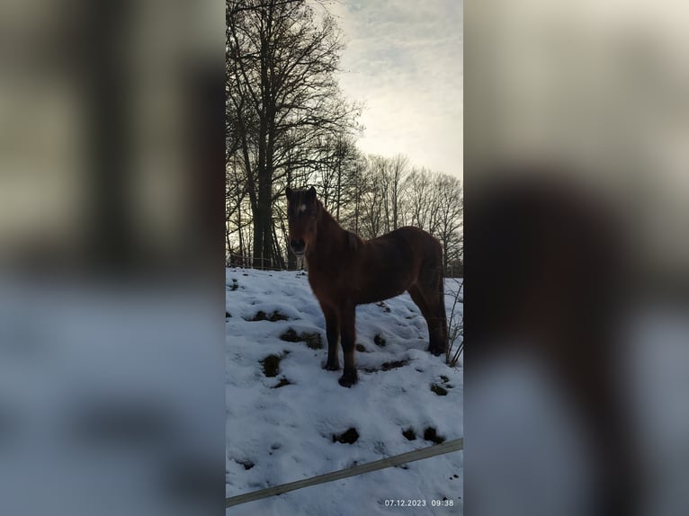 Islandshäst Sto 5 år 140 cm Brun in Hosenfeld
