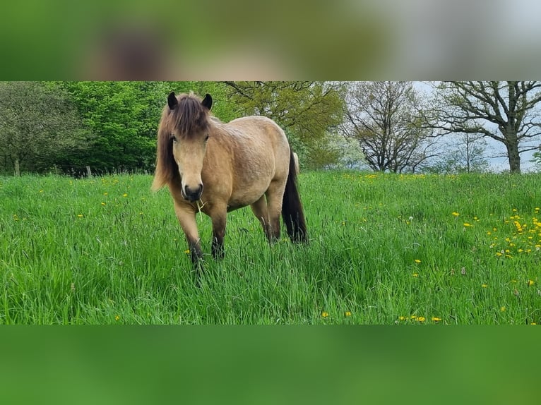 Islandshäst Sto 5 år 144 cm in Blunk