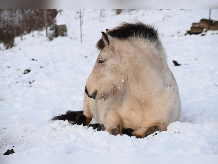 Islandshäst Sto 5 år 144 cm in Blunk