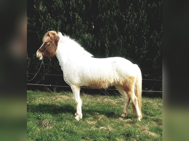 Islandshäst Sto 5 år 145 cm Pinto in Bergneustadt