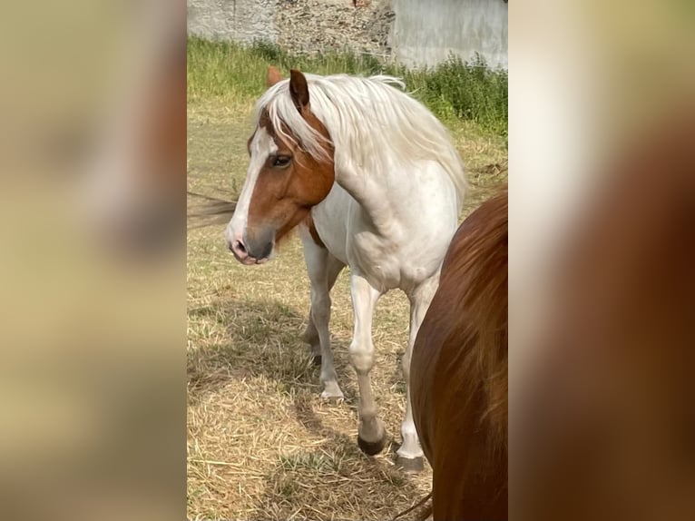 Islandshäst Sto 5 år 150 cm Tobiano-skäck-alla-färger in Eisgarn