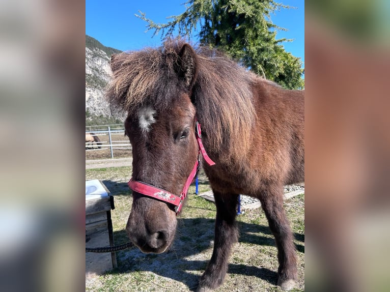Islandshäst Sto 5 år Svart in Haiming