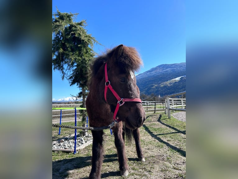 Islandshäst Sto 5 år Svart in Haiming