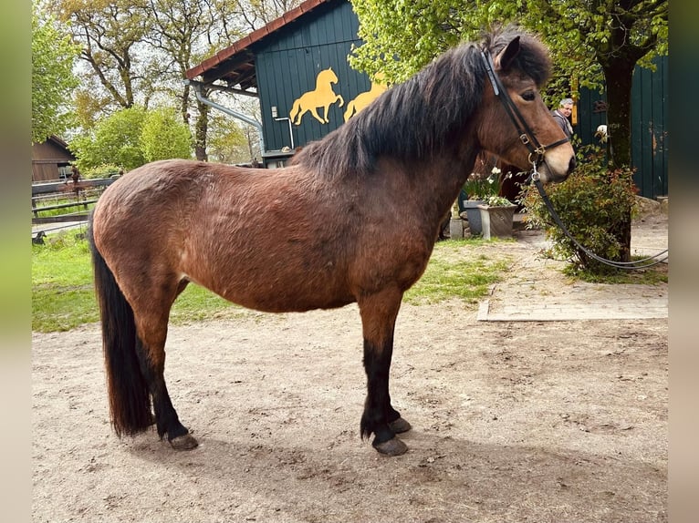 Islandshäst Sto 6 år 137 cm Brun in Schwanewede
