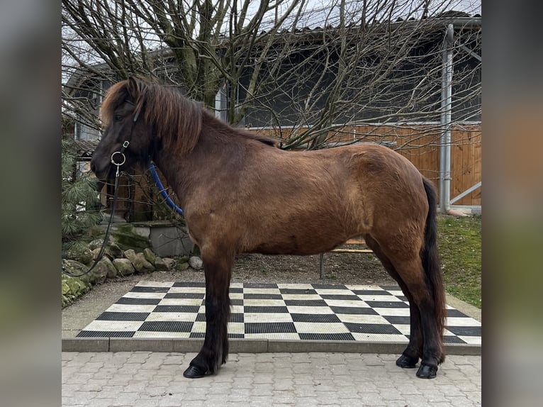 Islandshäst Sto 6 år 138 cm Svart in Lochen am See