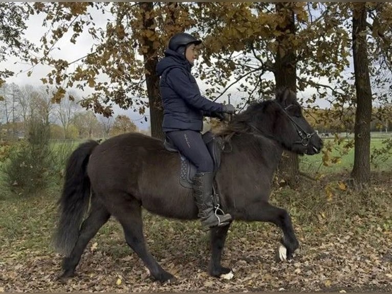 Islandshäst Sto 6 år 138 cm Svart in Schneverdingen