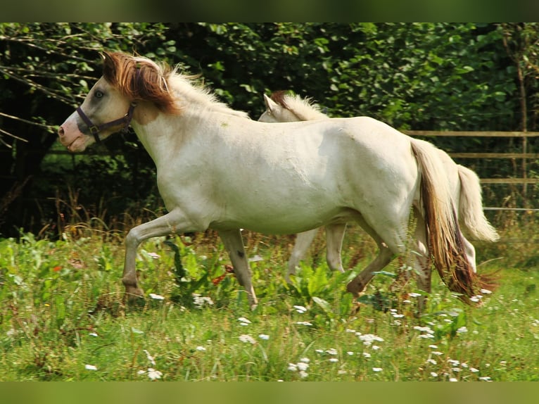 Islandshäst Sto 6 år 140 cm Pinto in Saarland