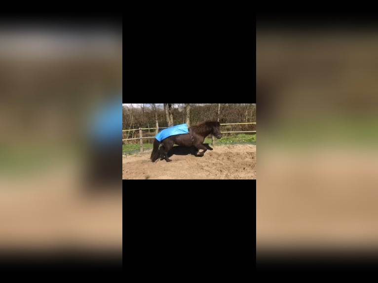 Islandshäst Sto 6 år 140 cm Rökfärgad svart in Waldfeucht