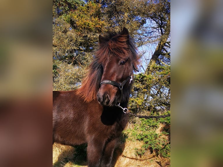 Islandshäst Sto 6 år 140 cm Rökfärgad svart in Waldfeucht