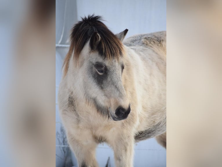 Islandshäst Sto 6 år 140 cm Tobiano-skäck-alla-färger in Blunk