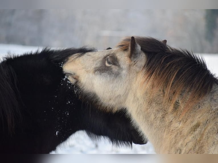 Islandshäst Sto 6 år 140 cm Tobiano-skäck-alla-färger in Blunk