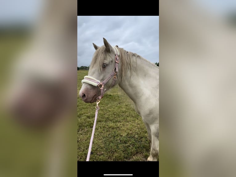 Islandshäst Sto 6 år 145 cm Cremello in Heidmoor