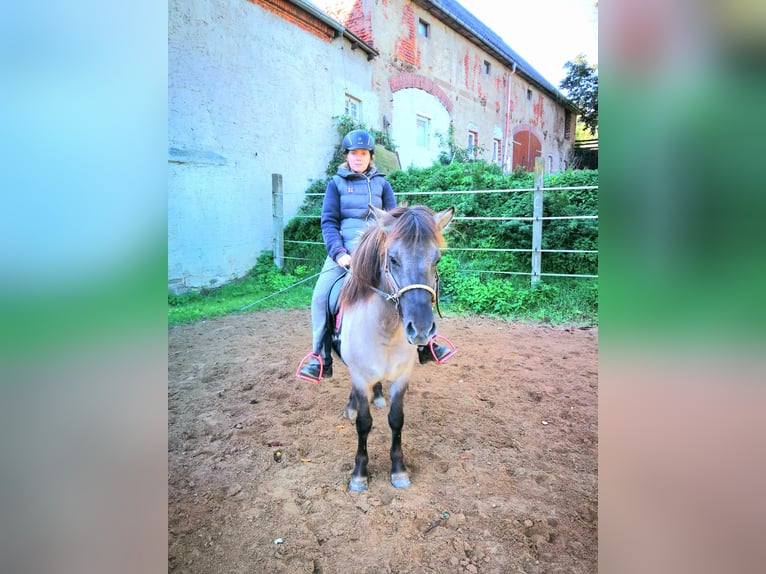 Islandshäst Sto 7 år 135 cm Black in Zschadraß