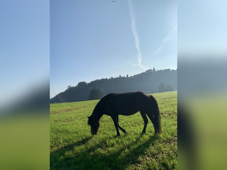 Islandshäst Sto 7 år 135 cm Svart in Bad Arolsen