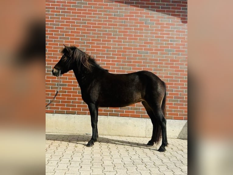Islandshäst Sto 7 år 139 cm Brun in Zweibrücken