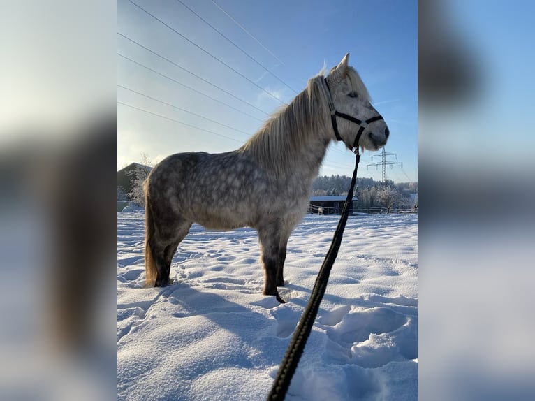 Islandshäst Sto 8 år 140 cm Grå in Bernau am Chiemsee