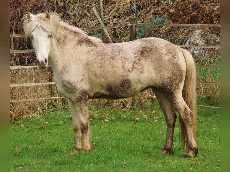 Islandshäst Sto 8 år Perlino in Saarland
