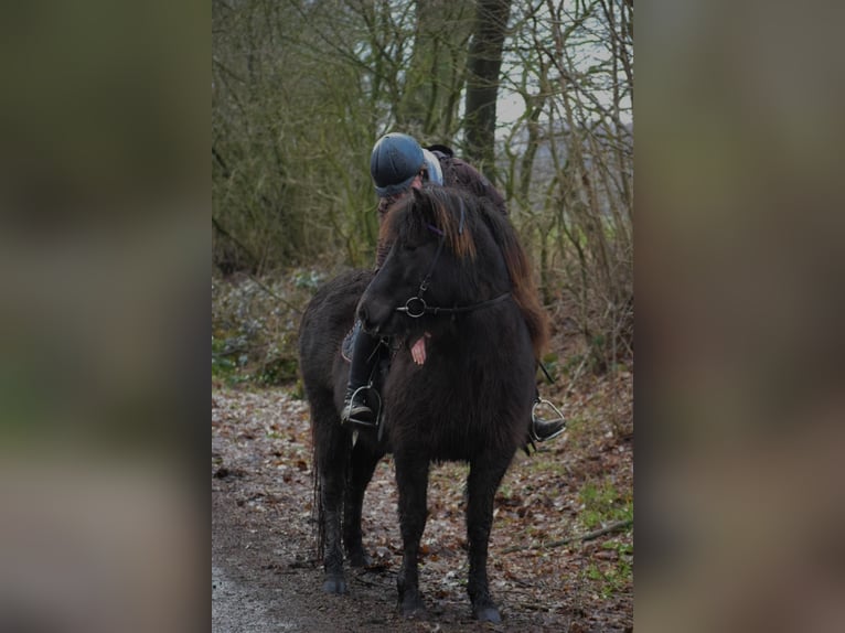 Islandshäst Sto 9 år 140 cm Brun in Blunk