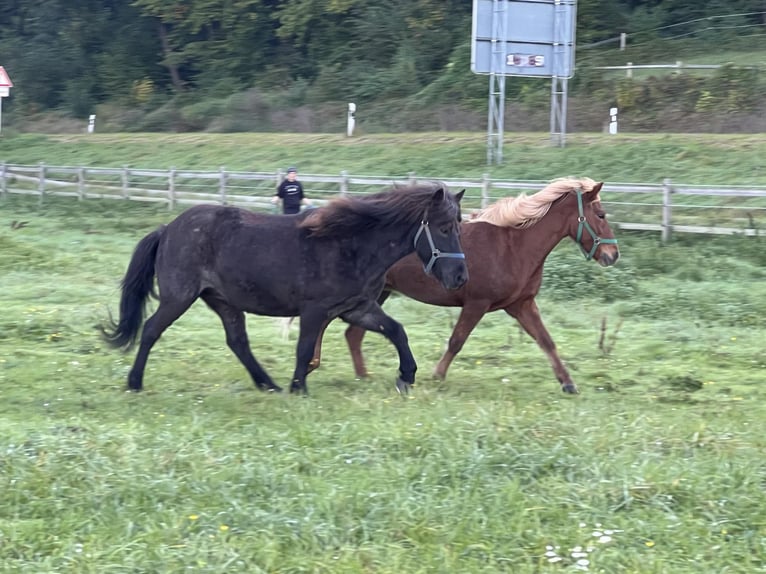 Islandshäst Sto 9 år 140 cm Grå-mörk-brun in Bad Abbach