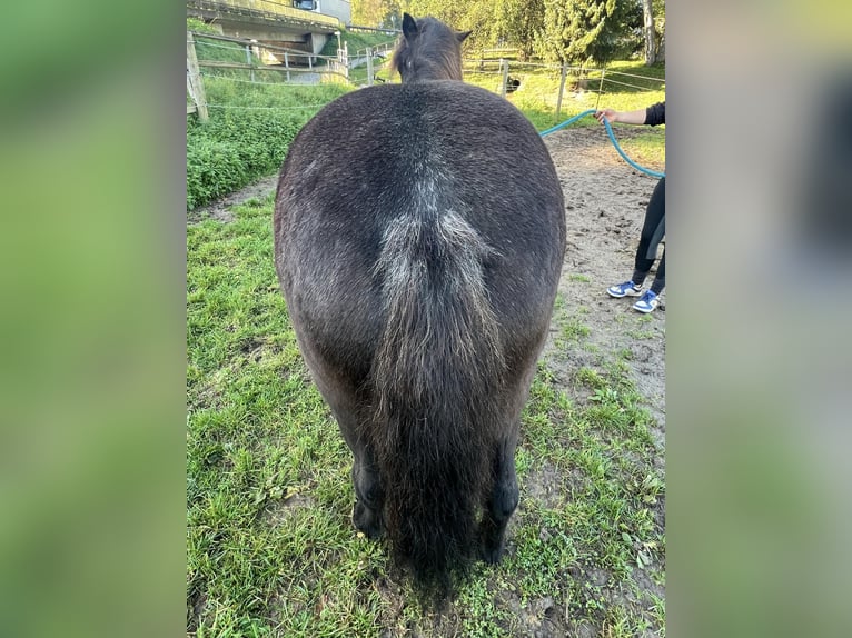 Islandshäst Sto 9 år 140 cm Grå-mörk-brun in Bad Abbach