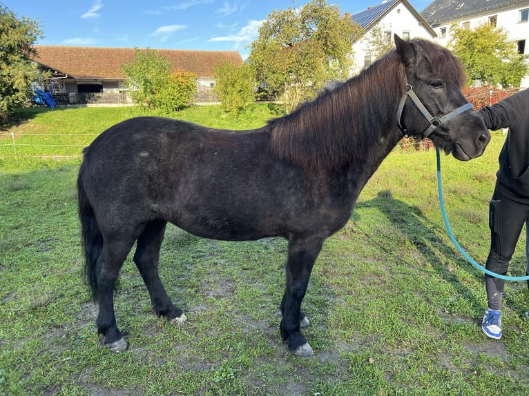 Islandshäst Sto 9 år 140 cm Grå-mörk-brun in Bad Abbach