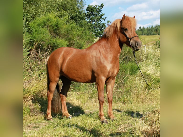 Islandshäst Sto 9 år 142 cm fux in Friesenhagen