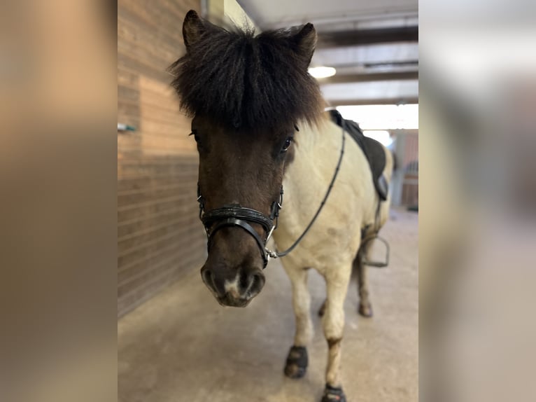 Islandshäst Valack 10 år 139 cm Pinto in Kürten