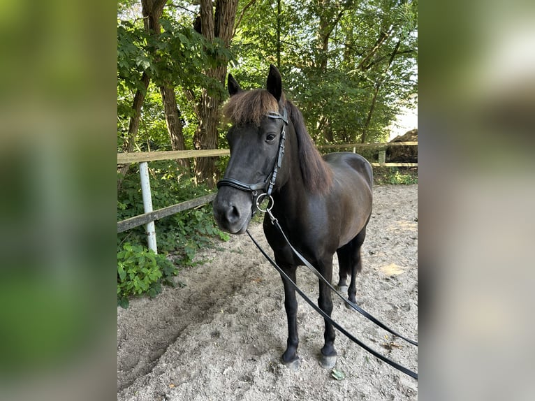 Islandshäst Blandning Valack 10 år 140 cm in Oelixdorf