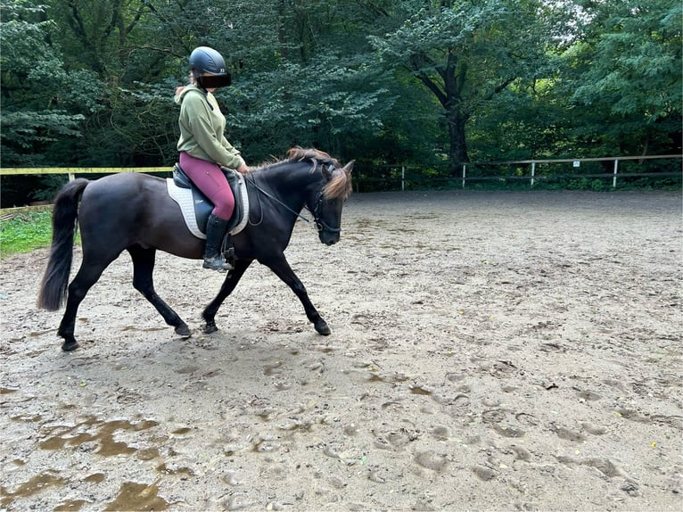 Islandshäst Blandning Valack 10 år 140 cm in Oelixdorf