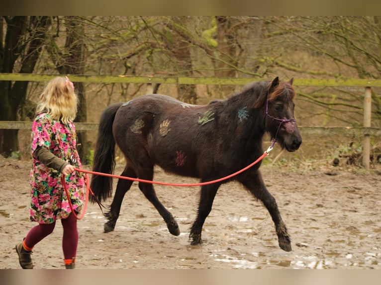 Islandshäst Blandning Valack 10 år 140 cm in Oelixdorf