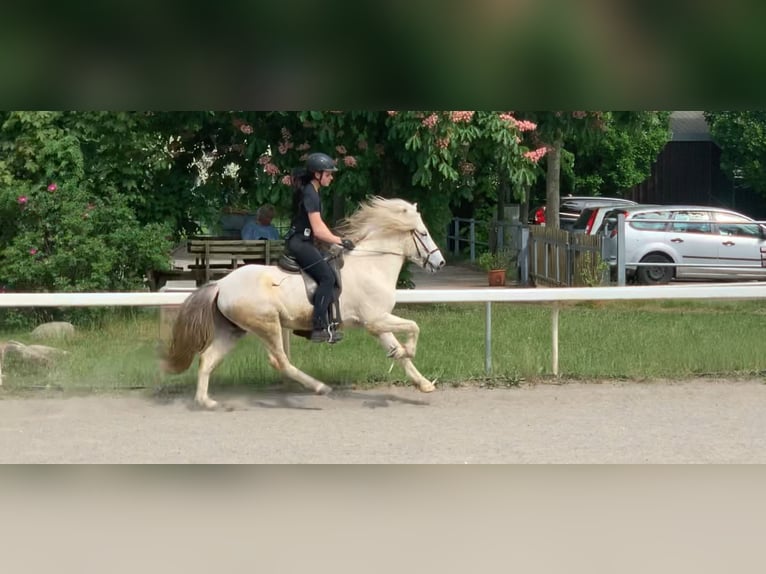 Islandshäst Valack 10 år 140 cm Grå in Hamburg