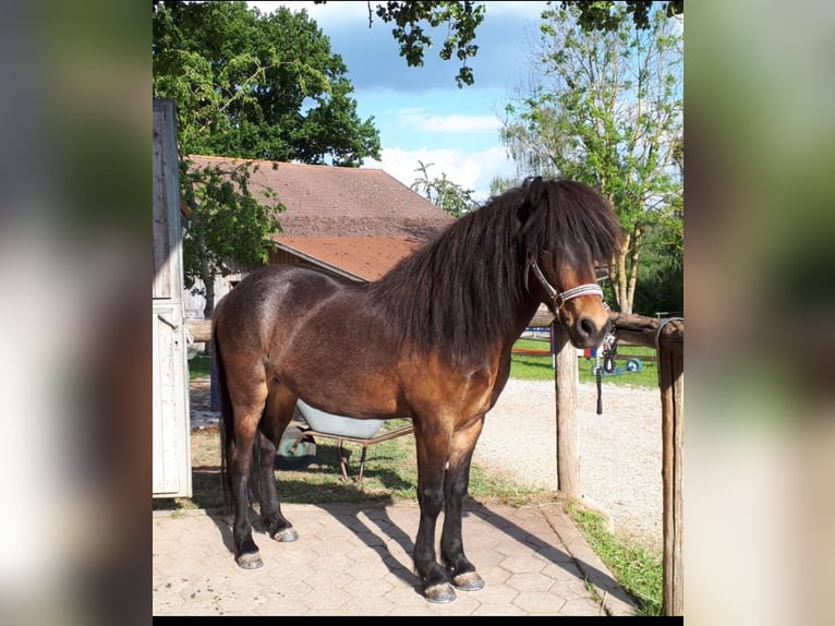 Islandshäst Valack 10 år 140 cm Mörkbrun in Ergoldsbach