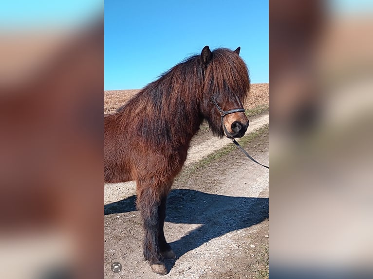 Islandshäst Valack 10 år 140 cm Mörkbrun in Ergoldsbach