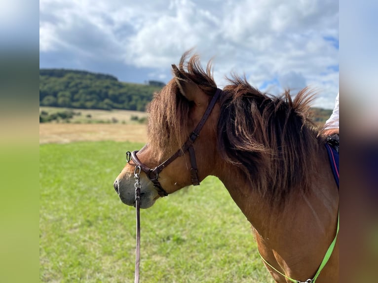 Islandshäst Valack 11 år 135 cm Brun in Trier