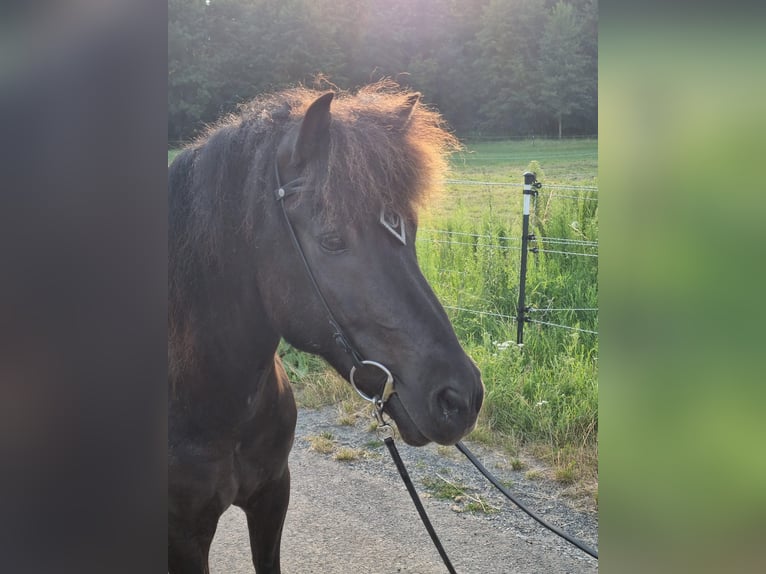 Islandshäst Valack 11 år 139 cm Svart in Mattersburg